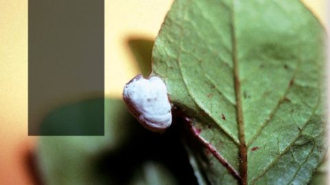 Protubérances blanches. Au printemps, le responsable d'une pépinière du nord-ouest de la France spécialisée dans la production des plantes de terre de bruyère détecte des protubérances d'un blanc pur ou rosé sur certaines feuilles d'azalées japonaises. Ces symptômes pourraient compromettre leur commercialisation.PHOTO : GILLES WUSTER