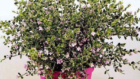 PHOTO : GROEN DIREKT