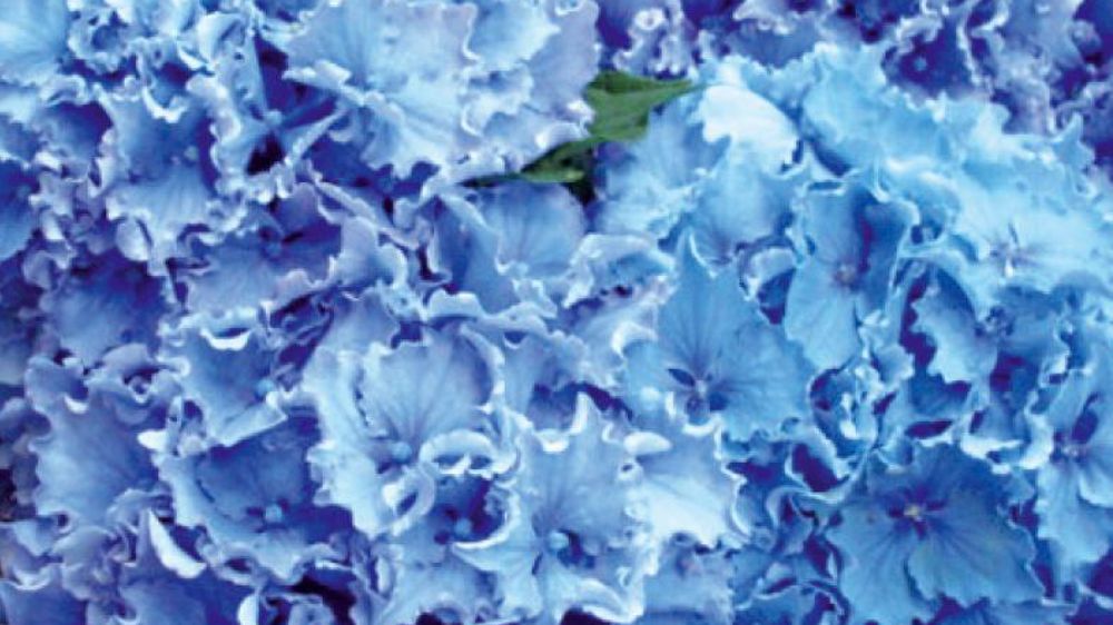 PHOTO : FLORAHOLLAND PHOTO : FLORAHOLLAND