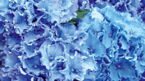 PHOTO : FLORAHOLLAND