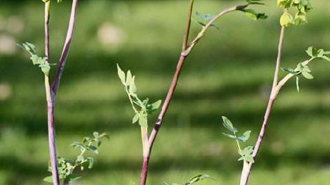 PHOTO : CAROLE DESHEULLES