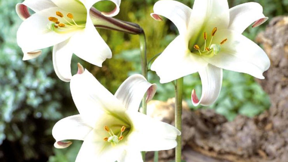 PHOTO : FLORAHOLLAND PHOTO : FLORAHOLLAND