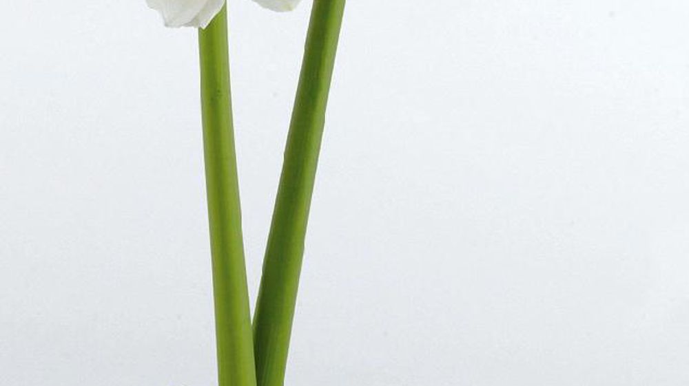 PHOTO : FLORAHOLLAND PHOTO : FLORAHOLLAND