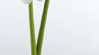 PHOTO : FLORAHOLLAND PHOTO : FLORAHOLLAND