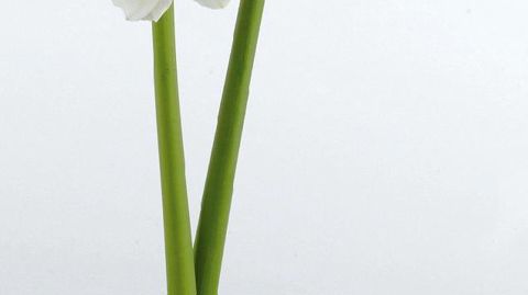 PHOTO : FLORAHOLLAND