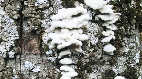 Les chapeaux de petite taille et de forme conchoïde apparaissent souvent très nombreux.