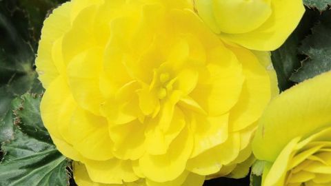 BEGONIA TUBERHYBRIDA F1 NONSTOP® 'JOY' YELLOWODILE MAILLARD