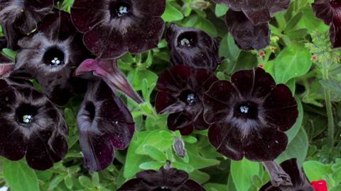 PHOTO : ODILE MAILLARD