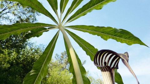 PHOTO : TROPIQUE PRODUCTION