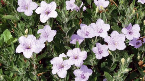 PHOTO : FLEURS DU SUD