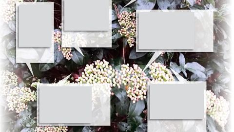 Les piqûres du thrips des serres entraînent une décoloration caractéristique des feuilles qui deviennent plombées aux reflets argentés.PHOTO : PIERRE AVERSENQ