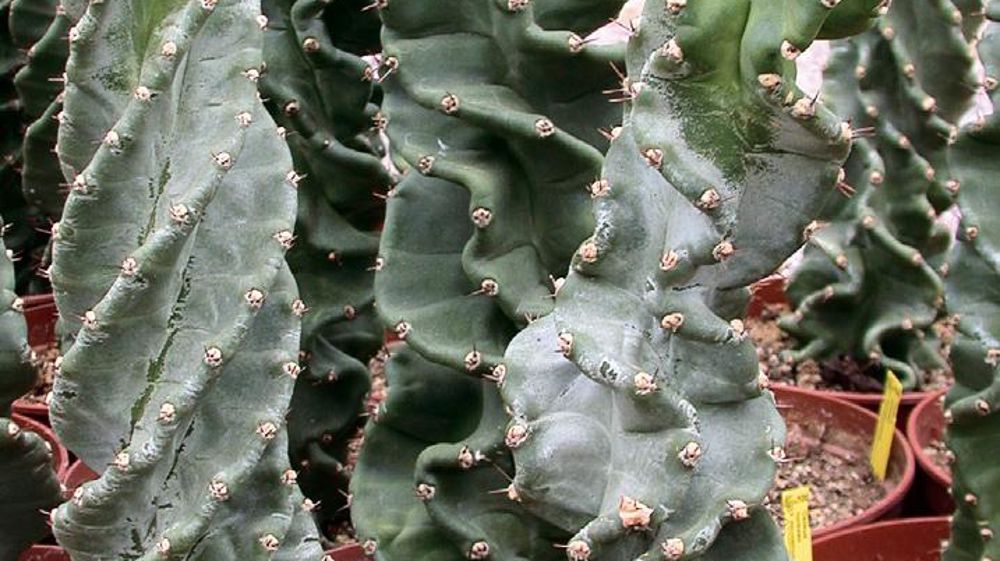 PHOTO : CERUTII