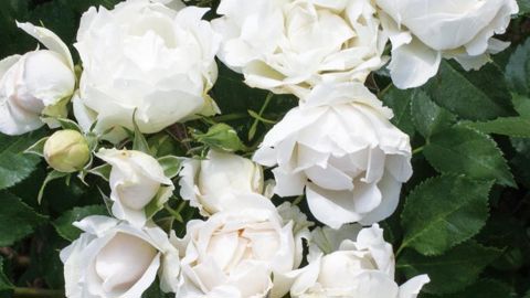 PHOTO : SNHF/MEILLAND