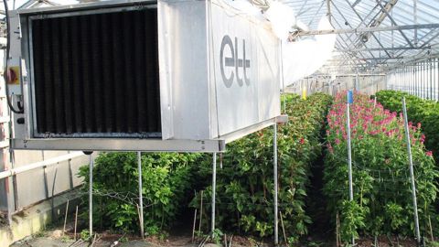 Pour la célosie (ici en pleine terre à l'approche de la récolte, le 3 juillet 2014) ou le lisianthus, exigeants en température, la déshumidification (ici, déshumidificateur ETT) permet d'accroître le potentiel d'économie d'énergie des conduites climatiques économes.PHOTO : CATE