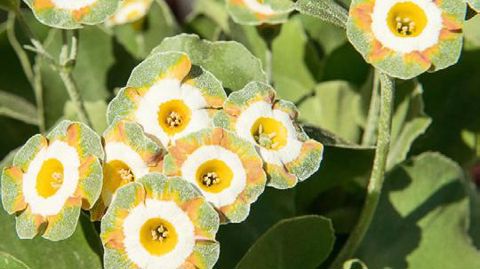 PHOTO : J.-P. DELAGARDE