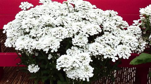 PHOTOS : GROEN DIREKT