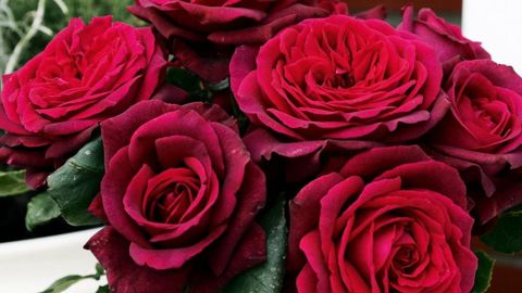 PHOTO : GLOBE PLANTER