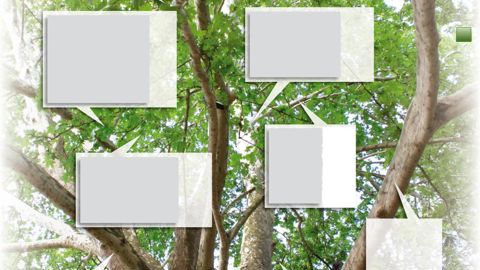 Jeunes feuilles et pousses racornies couvertes d'un fin feutrage blanc caractéristique de l'oïdium.