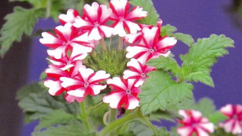 PHOTOS : ODILE MAILLARD