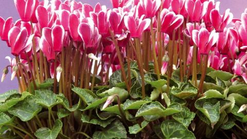 PHOTO : ODILE MAILLARD