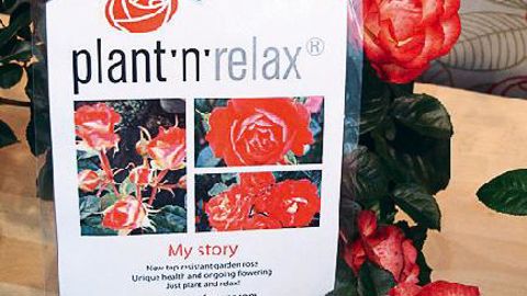 PHOTO : ROSES FOREVER