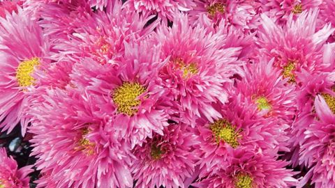 PHOTO : CHALLET-HERAULT