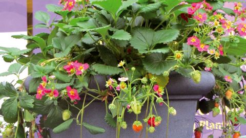 PHOTO : ODILE MAILLARD