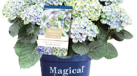 PHOTO : MAGICAL FOUR SEASONS