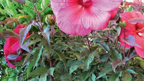 PHOTO : PASCAL FAYOLLE