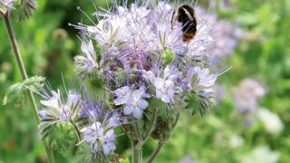 PHOTO : PASCAL FAYOLLE