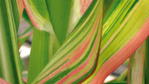 PHOTO : GRAINES VOLTZ