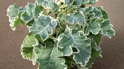 PHOTO : GRAINES VOLTZ