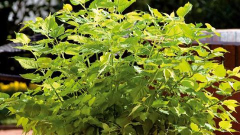 PHOTO : GRAINES VOLTZ