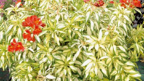 PHOTO : GRAINES VOLTZ