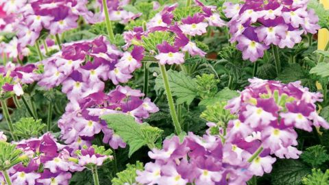 PHOTO : ODILE MAILLARD