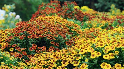 PHOTO : A. DUCRETTET