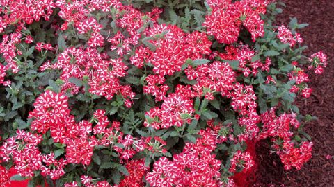 PHOTO : ODILE MAILLARD