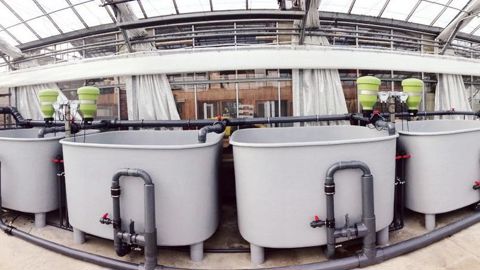 Au Ratho, pour 130 m² consacrés à la culture végétale, il est possible de mettre en place un dispositif pour nourrir 560 à 600 kg de carpes communes maximum. Soit, avec une densité maximale d'élevage de 50 kg/m3, un minimum de 12 m3 d'eau.APIVA