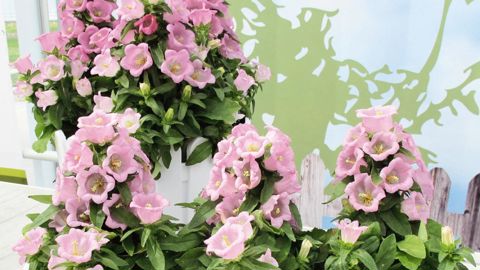 PHOTO : ODILE MAILLARD