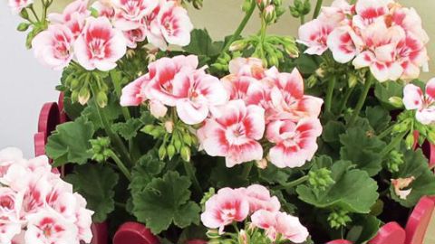 PHOTO : ODILE MAILLARD