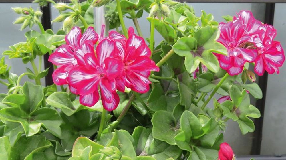 PHOTO : ODILE MAILLARD PHOTO : ODILE MAILLARD