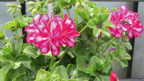 PHOTO : ODILE MAILLARD