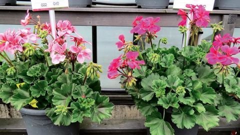 PHOTO : ODILE MAILLARD