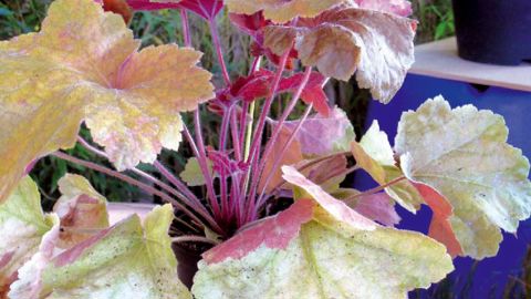 PHOTO : ODILE MAILLARD