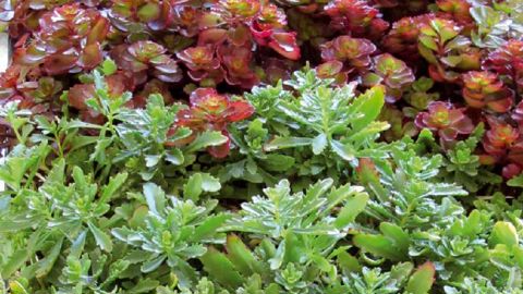 PHOTO : ODILE MAILLARD