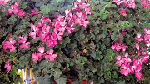 PHOTO : ODILE MAILLARD