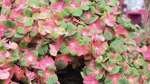 PHOTO : ODILE MAILLARD