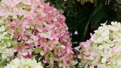 PHOTO : ODILE MAILLARD