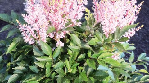 PHOTO : ODILE MAILLARD