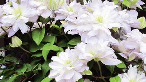 PHOTO : ODILE MAILLARD